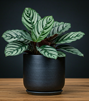 Calathea Orbifolia