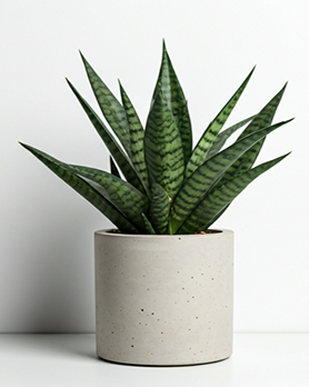 Snake Plant
