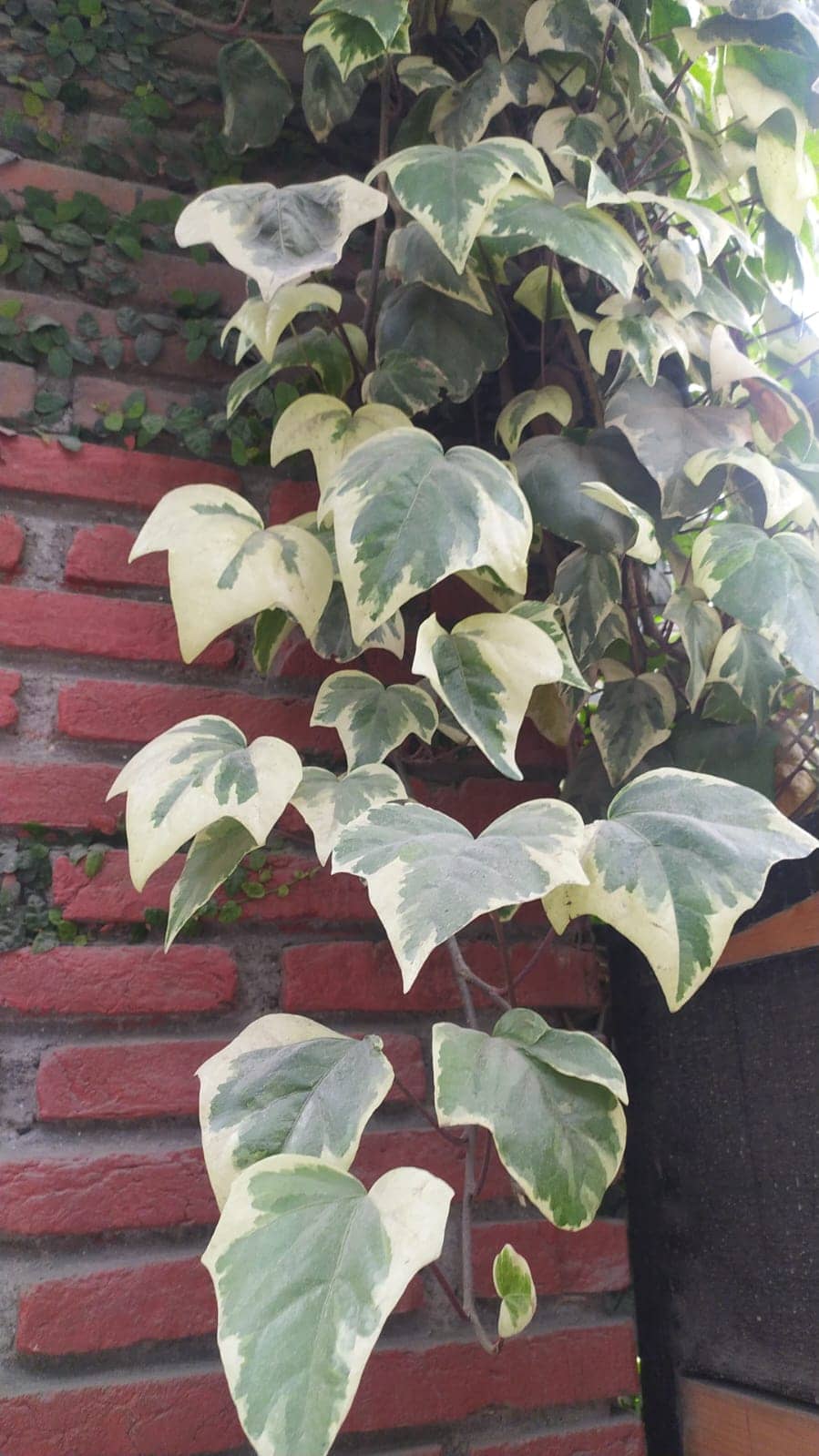 Algerian Ivy or Canary Island Ivy