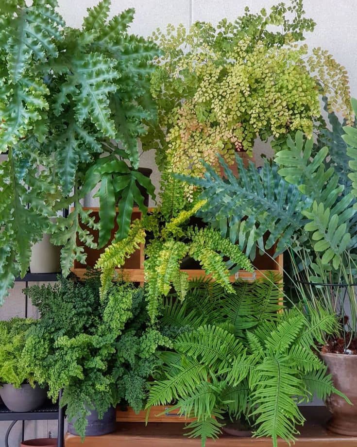 Boston Fern