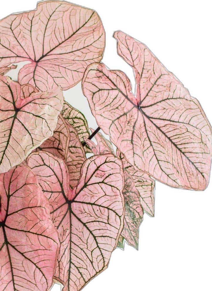 Caladium, Elephant Ear, Heart of Jesus, Angel Wings, Mother-in-Law Plant