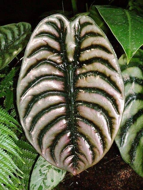 Mirror Plant, Copper Alocasia, Jewel Alocasia
