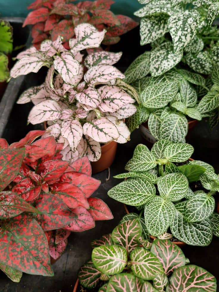 Nerve Plant or Mosaic Plant