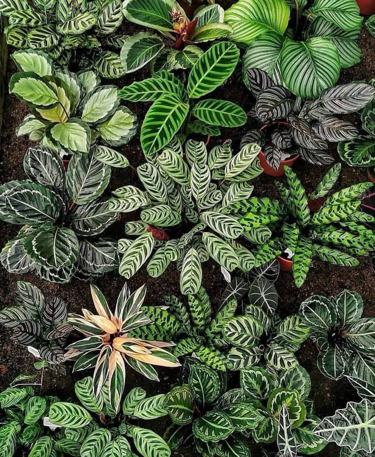 Peacock Plant or Cathedral Windows