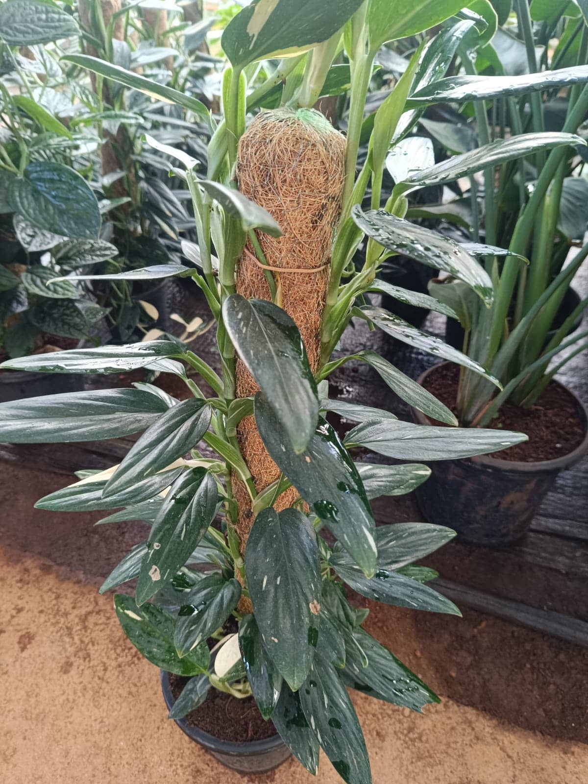 Cobra Monstera, Philodendron Cobra, Five Holes Plant