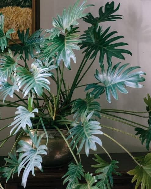 Philodendron Xanadu or Xanadu