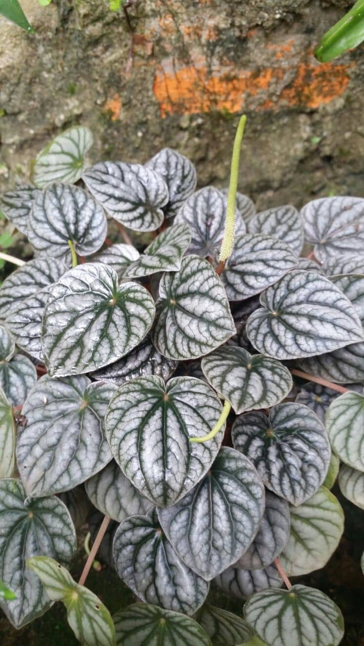Radiator Plant, Silver Ripple Peperomia, Emerald Ripple Peperomia