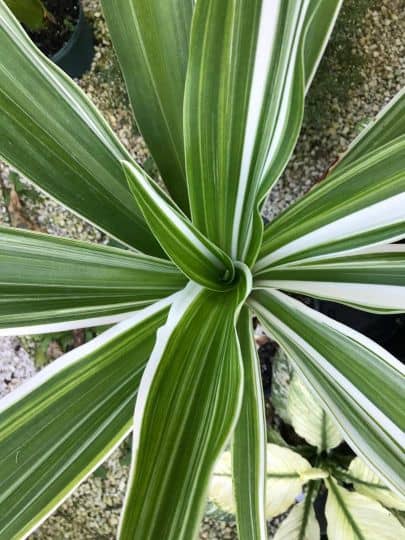 Striped Dracaena, Corn Plant, Warneckii Dracaena