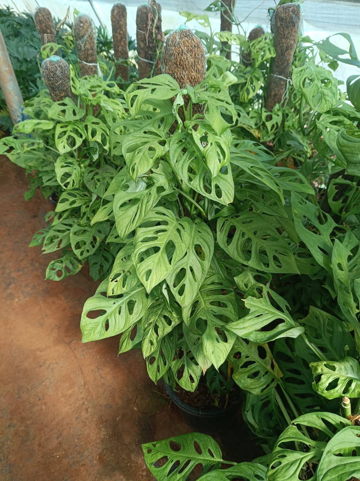 Swiss Cheese Plant, Broken Heart Plant, Swiss Cheese Vine, Five Holes Plant, Monkey Mask