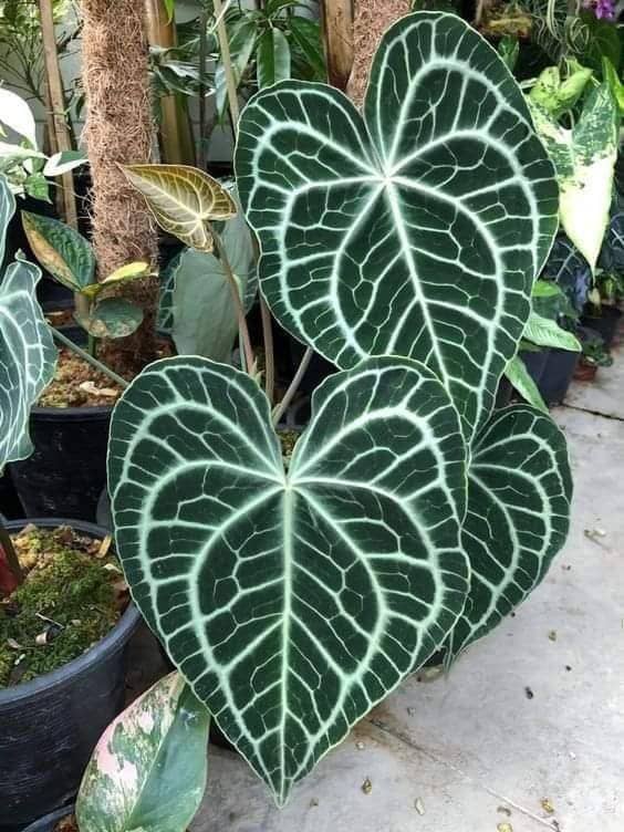 Velvet Cardboard Anthurium, Laceleaf, Turtle Anthurium